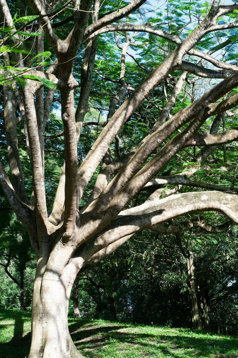 Yggdrasil inspired architecture